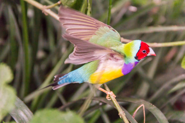 Gouldian finch flapping wings while perching on a tree branch Gouldian finch flapping wings while perching on a tree branch. This bird is so colorful with a red face purple and yellow chest, blue tail and green. gouldian finch stock pictures, royalty-free photos & images