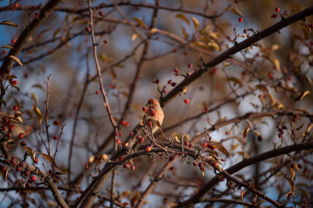 istock House finch in some sunlight 1441194093