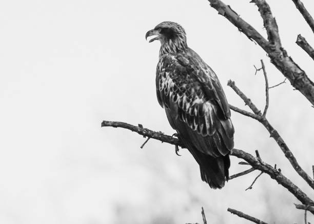 istock Grayscale shot of an eagle perched on a tree branch 1441194330