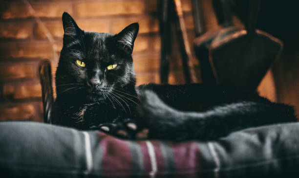 istock Black cat with green eyes portrait chilling 1441194383