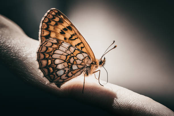 Butterfly sitting on side of a hand nozzle skin