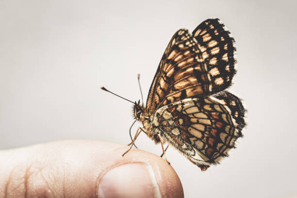 istock Butterfly sitting on hand finger tip nozzle skin 1441194400