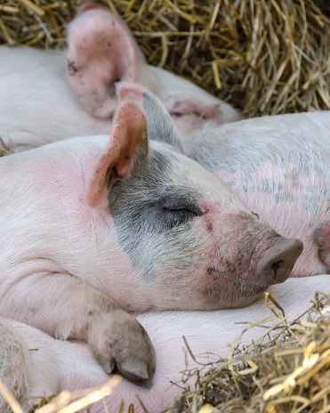 A vertical shot of pink pigs sleeping in the sivestock