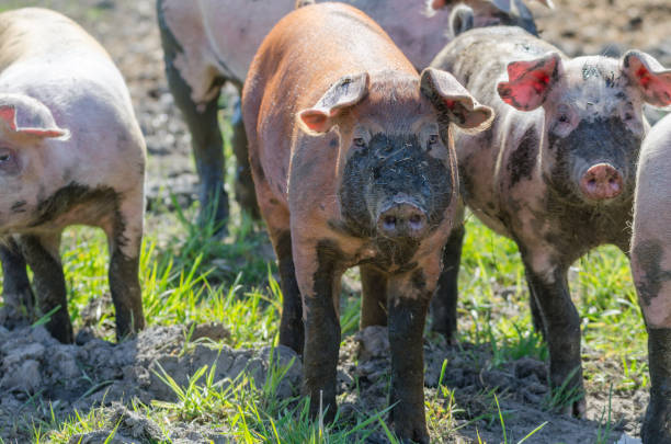 istock Rural farm with funny dirty pigs walking 1441194472