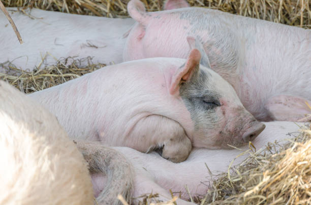 Cute pink pigs sleeping in the sivestock
