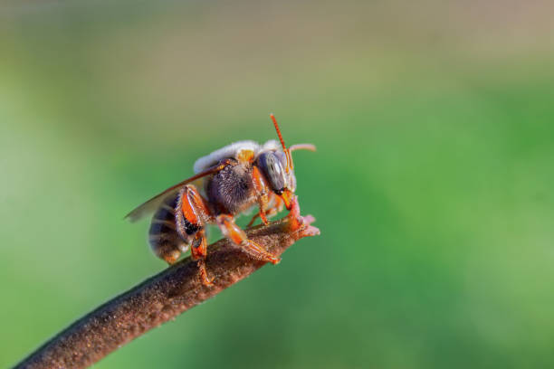 istock Closeup shot of a small bee perched on a reed 1441194498