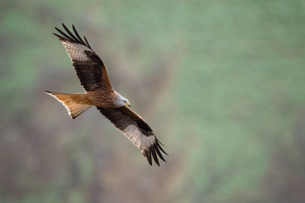 istock Brown Bat hawk flying in the air on a blurred background 1441194550