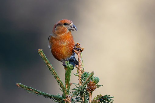 A Red crossbill perched on a tree twig on a blurred background