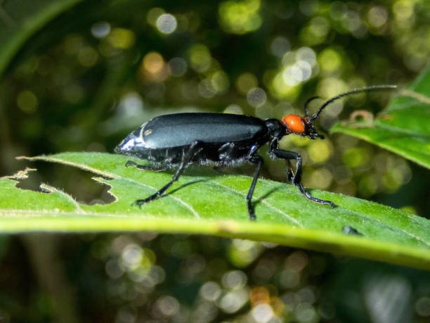 istock Shallow focus of an Epicauta beetle on a leaf 1441194591