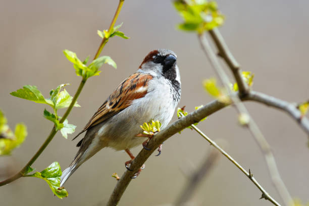 istock Selective focus shot of a house sparrow perched on a branch 1441194663
