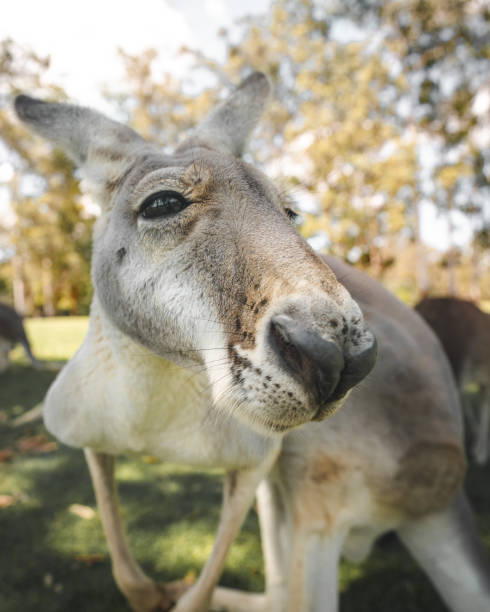 istock Closeup shot of a kangaroo 1441194847