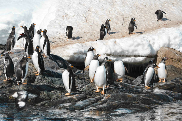 istock Group of penguins walking on the frozen beach 1441194875