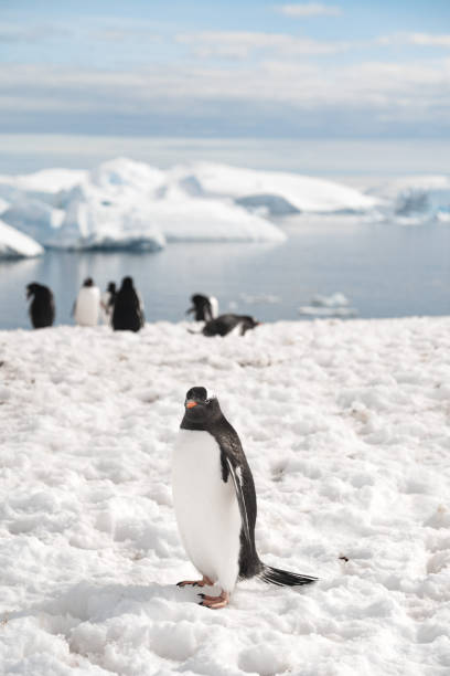 istock Group of penguins walking on the frozen beach 1441194898