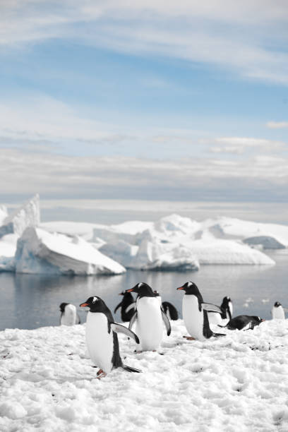 istock Group of penguins walking on the frozen beach 1441194901