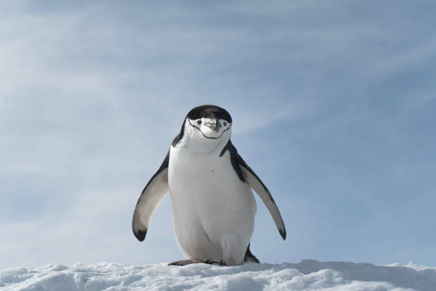 istock Penguin walking on the frozen beach 1441194920