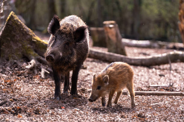 istock Shot of two wild pigs in forest 1441194950