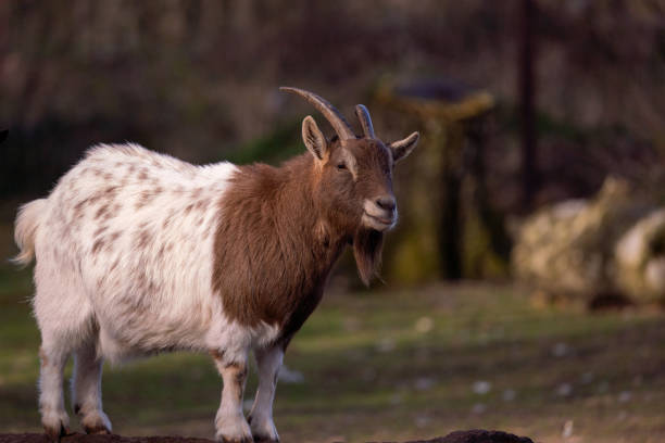 istock Selective focus shot of a goat in forest 1441194952