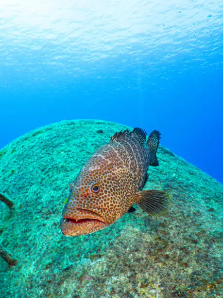 A vertical shot of a giant grouper fish swimming underwater