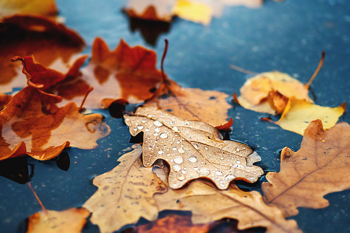 Yellow leaves lie in puddle on asphalt. Beautiful autumn background. Fallen leaves from trees close-up..