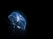 Closeup shot of a glowing blue aequorea victoria jellyfish in the black water