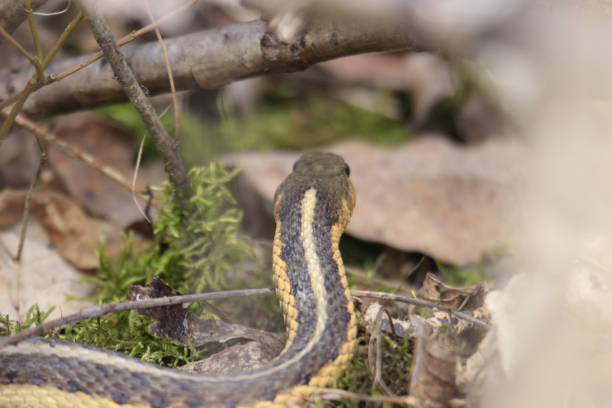 istock Selective focus shot of a common garter snake (Thamnophis sirtalis) in the grass 1441195166