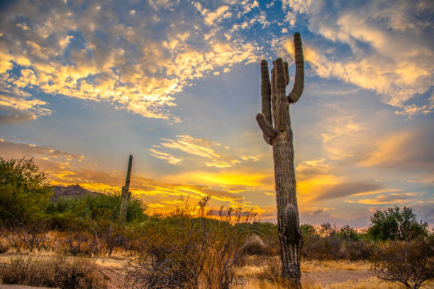 istock Huge cactus plant against the orange sunset sky 1441195365