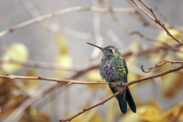istock Chubby green hummingbird standing on dry tree branch in a forest with blurred background 1441195384