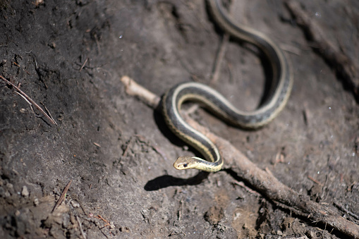 A snake slithering on the ground with fallen branches and leaves