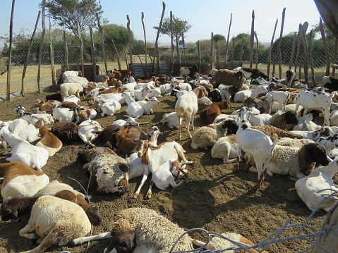A collection of thin goats in a small farm in Masai village in Kenya.