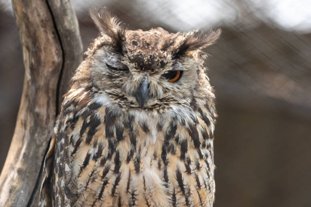 istock Headshot of a winking Eurasian Eagle-owl in the blurred background 1441196146