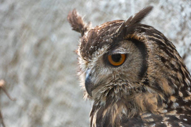 istock Closeup of a Eurasian Eagle Owl in the blurred background 1441196147