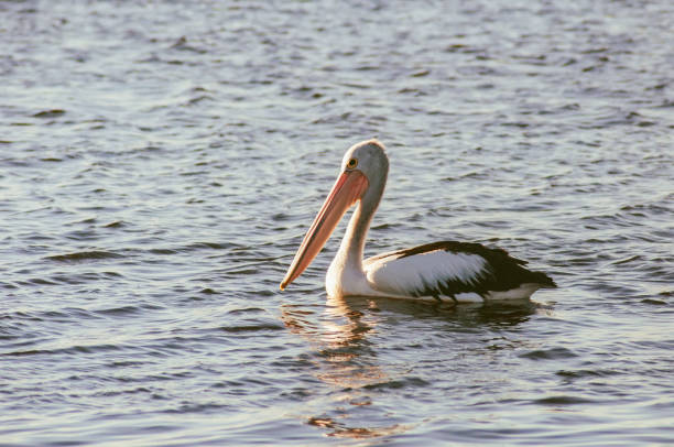 istock Single great white pelican swimming in a sea 1441196197