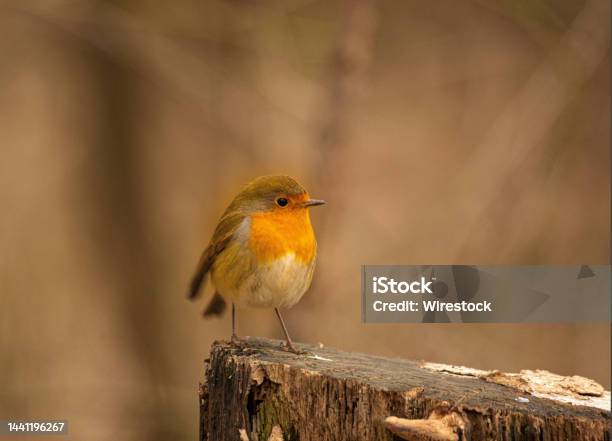 European Robin On The Tree Stump With Blurred Background Stock Photo - Download Image Now