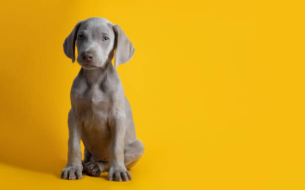 istock Cute Weimaraner puppy isolated on a yellow background 1441196509
