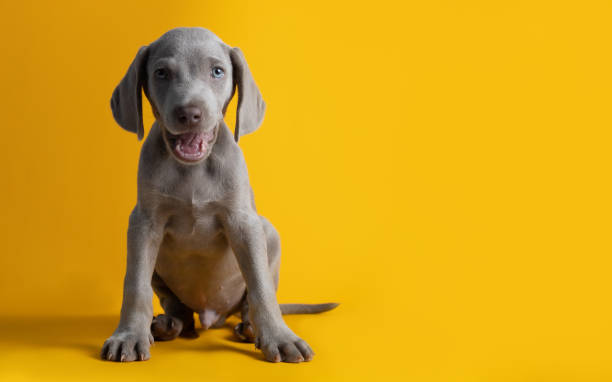 Cute Weimaraner puppy isolated on a yellow background