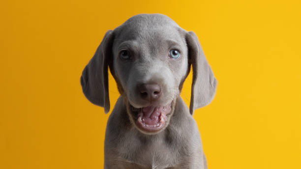 istock Cute Weimaraner puppy isolated on a yellow background 1441196513