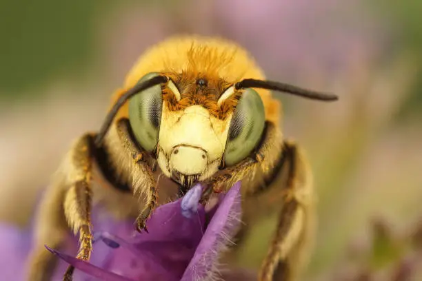 A macro shot of a bee pollinating on a purple flower