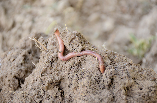 A red-gray earthworm crawling on the brown clay surface