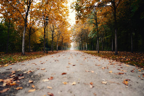 A breathtaking view of a park during fall - paved street in a park with fallen leaves and line of tall trees forming a tunnel