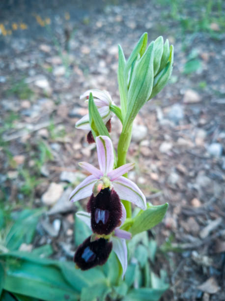 istock Vertical shot of an ophrys caucasica flower 1441196690