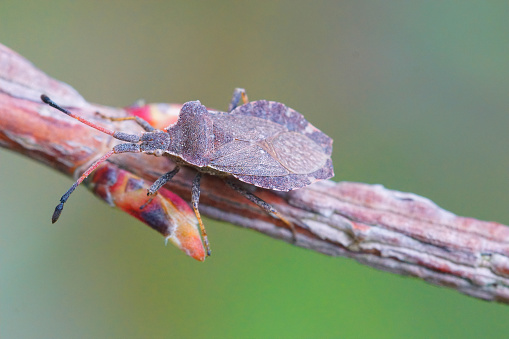 A closeup shot of an Enoplops scapha squashbug on a twig