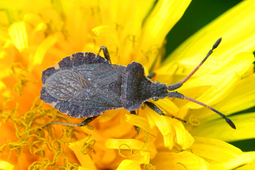 A top view of an Enoplops scapha squashbug on a dandelion flower
