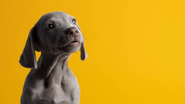 istock Cute Weimaraner puppy isolated on a yellow background 1441196802