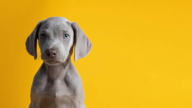 istock Cute Weimaraner puppy isolated on a yellow background 1441196804