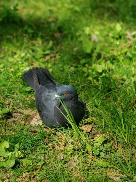 istock Vertical shot of a pigeon perched on the green grass 1441196893
