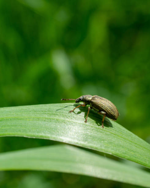 istock Selective focus shot of a weevil on green leaf 1441196915