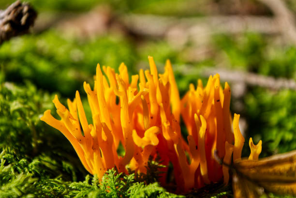 istock Selective focus shot of coral mushrooms surrounded by mosses 1441197041
