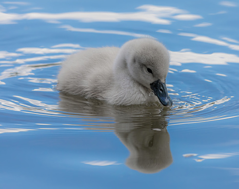 A closeup of a cute cygnet swimming in the water during daylight