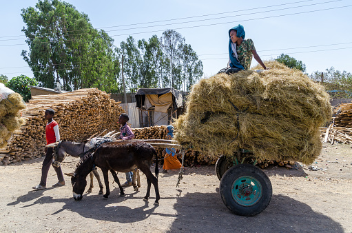 Shashemene, Ethiopia – May 19, 2021: Transporting hay by donkey cart in Shashemene city, Ethiopia