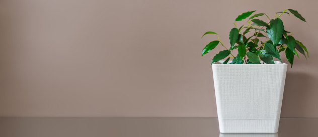Small green ficus in white pot against background of beige wall. sprout. Houseplant. Layout or background with copy space. Beginning of growth. Banner.